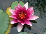 flower-3093072__340.jpg